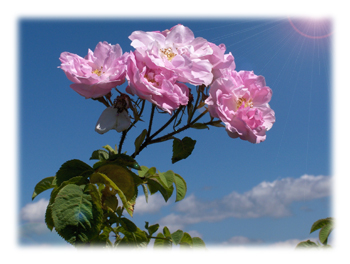 【新商品】トアローズ　ミスティブーケ（フレッシュコロン）イメージ③