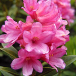 アルベンローゼエキス