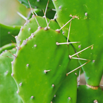 ウチワサボテンエキス