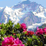 アルペンローゼエキス