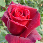 ハイブリッドローズ